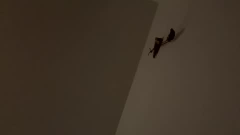 walter204 online show from 9, 11, 2025