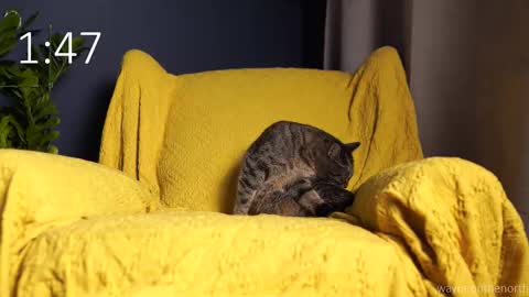 waynenorth online show from 21, 9, 2025