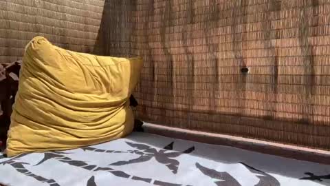 Sweetdog online show from 11, 9, 2025