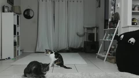 Crystal Lake online show from 12, 1, 2025