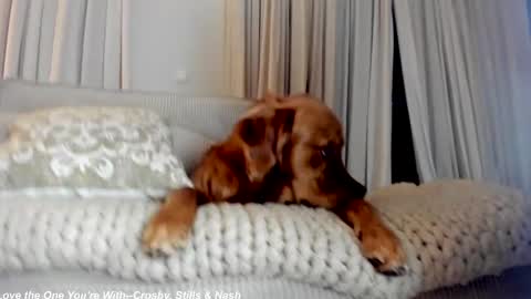 Lily online show from 21, 2, 2025