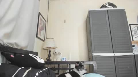 Snapshot of xdreamangel chatting on 3, 1, 2025 xdreamangel online show from 3, 1, 2025