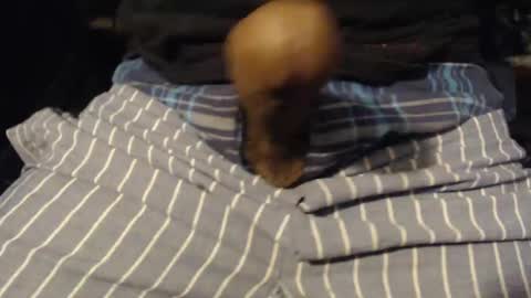 Snapshot of xentric777 chatting on 31, 10, 2025 xentric777 online show from 31, 10, 2025