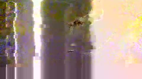 yangolox3 online show from 12, 5, 2026