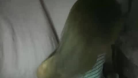 Snapshot of yourlenda chatting on 3, 2, 2026 Glenda online show from 3, 2, 2026