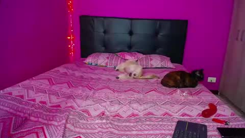 Snapshot of zara_tattoox chatting on 14, 12, 2024 ZARA ANYELINA online show from 14, 12, 2024
