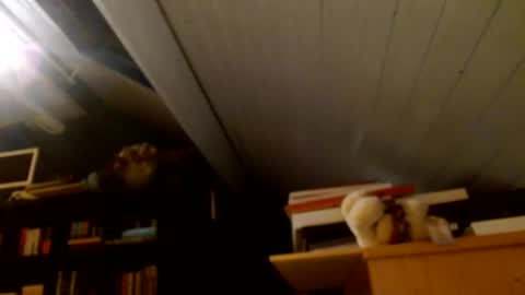 Snapshot of zolexthomas chatting on 15, 1, 2025 zolexthomas online show from 15, 1, 2025