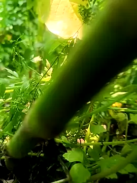 Snapshot of imrandidar22 chatting on 20, 3, 2025 imrandidar22 online show from 20, 3, 2025