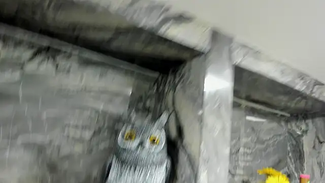 miss danika online show from 1, 10, 2025