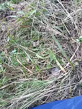 Snapshot of Nkumar173 chatting on 10, 11, 2025 Nkumar173 online show from 10, 11, 2025