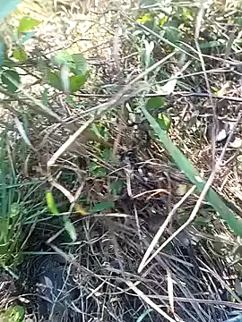 Snapshot of Nkumar173 chatting on 11, 11, 2025 Nkumar173 online show from 11, 11, 2025