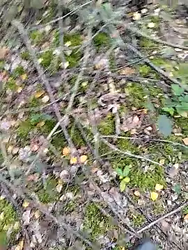 Snapshot of prcalek19 chatting on 14, 10, 2025 prcalek19 online show from 14, 10, 2025