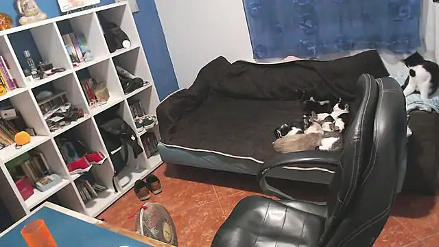 ravingr4d4 online show from 1, 11, 2025