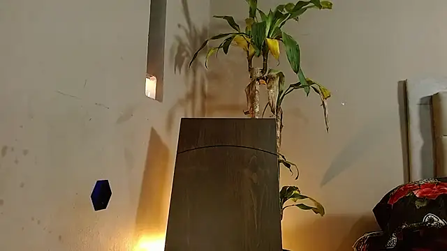 Mr WhiteCock online show from 26, 12, 2024