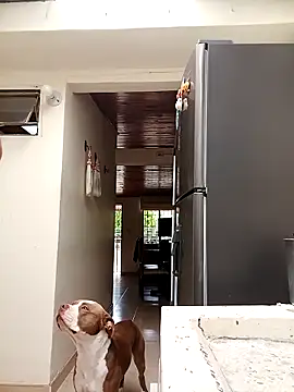 sebasxx97 online show from 10, 3, 2025