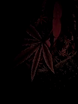 ySqmbVanbe online show from 17, 2, 2026