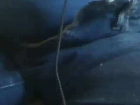 markluvskitty online show from 30, 1, 2025