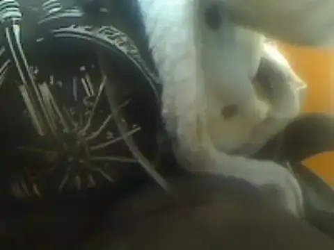 markluvskitty online show from 7, 3, 2025