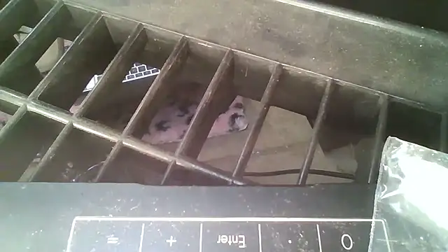 Snapshot of allissonw13 chatting on 23, 10, 2025 allissonw13 online show from 23, 10, 2025