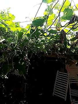 Putaepirocudo online show from 14, 4, 2026