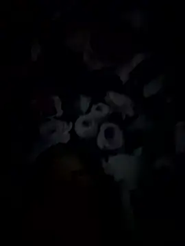 palorid online show from 14, 1, 2026