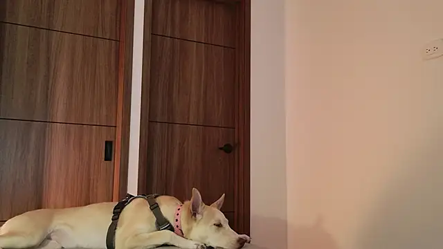 Snapshot of Hot_Couple666 chatting on 9, 9, 2025 Hot Couple666 online show from 9, 9, 2025