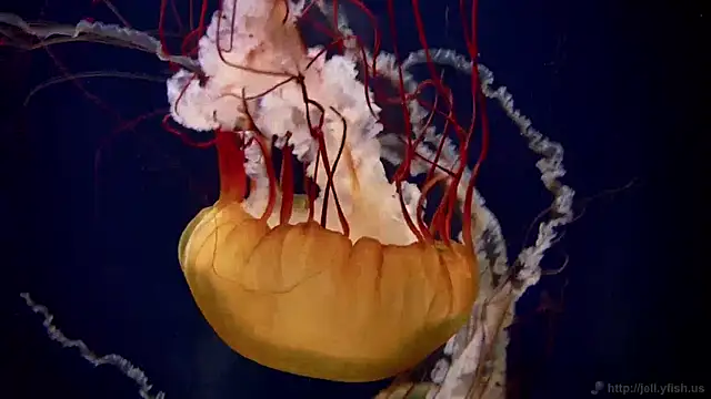 streamy test11 online show from 5, 12, 2024