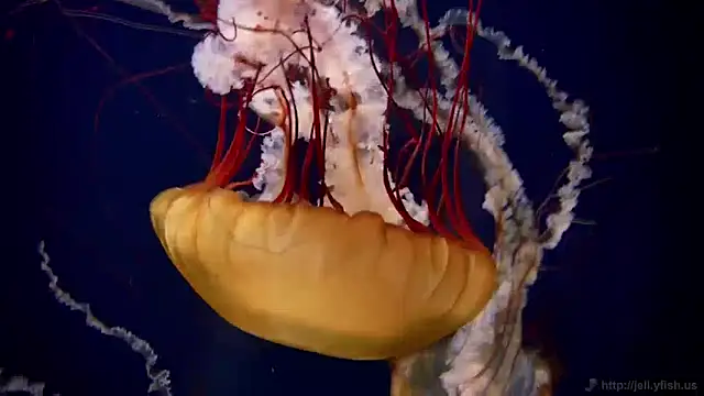 streamy test11 online show from 13, 12, 2024