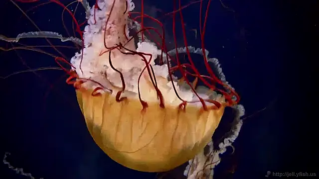 streamy test11 online show from 24, 12, 2024