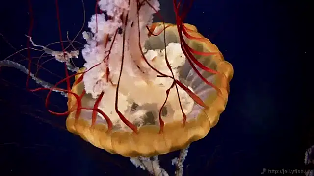 streamy test11 online show from 14, 1, 2025