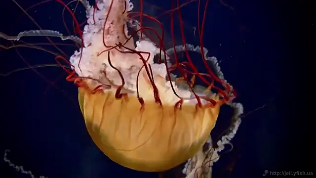 streamy test11 online show from 31, 1, 2025