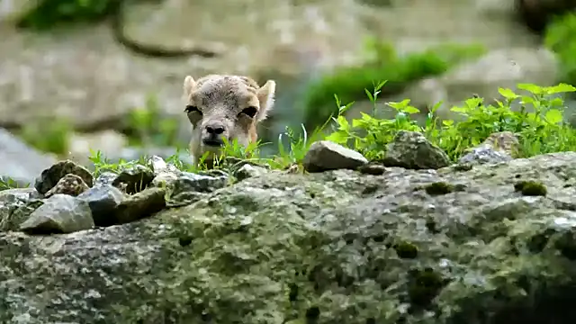 streamy test11 online show from 3, 2, 2025