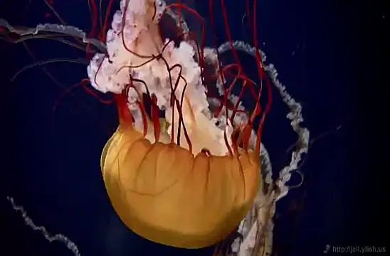 streamy test11 online show from 4, 2, 2025