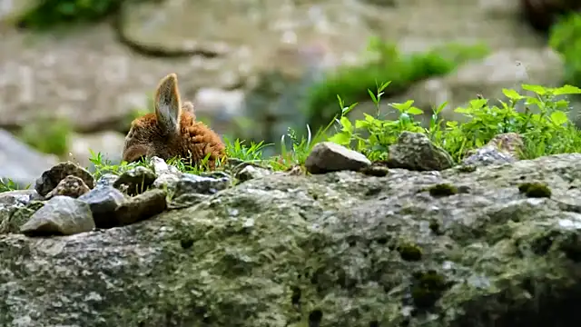 streamy test11 online show from 7, 2, 2025