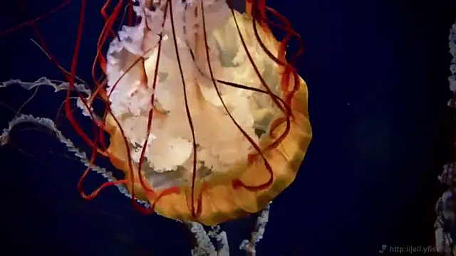 streamy test11 online show from 13, 3, 2025