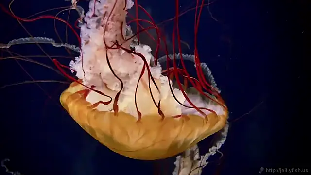 streamy test11 online show from 15, 9, 2025