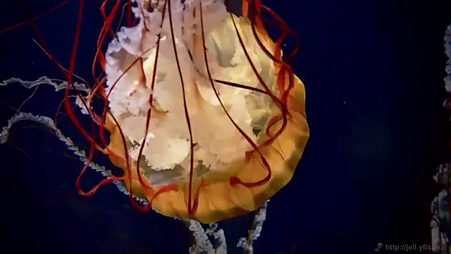 streamy test11 online show from 23, 9, 2025