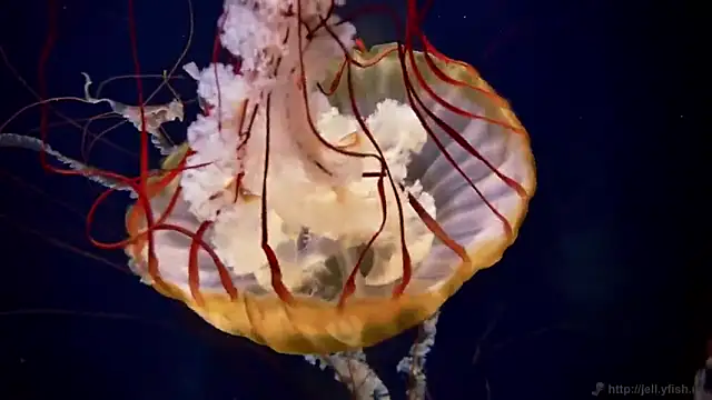 streamy test11 online show from 6, 10, 2025