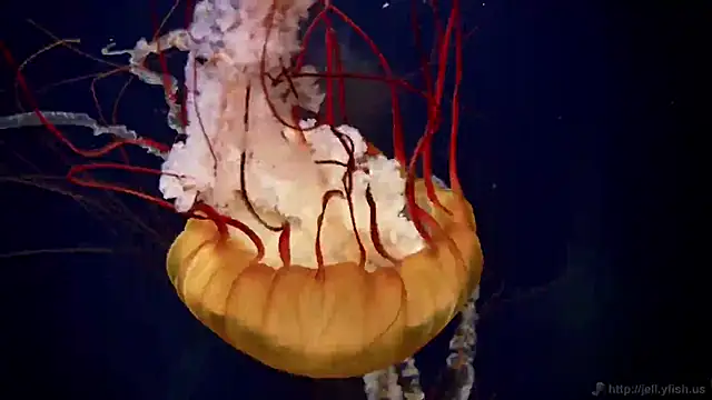 streamy test11 online show from 30, 10, 2025