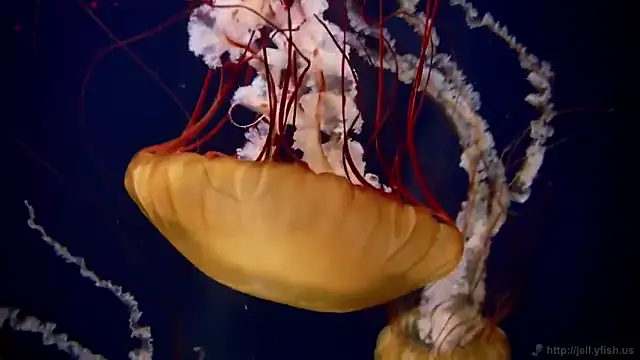 streamy test11 online show from 26, 11, 2025