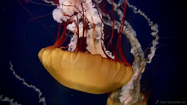 streamy test11 online show from 3, 2, 2026