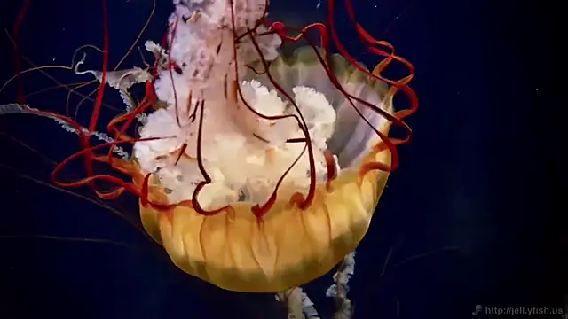 streamy test11 online show from 11, 2, 2026