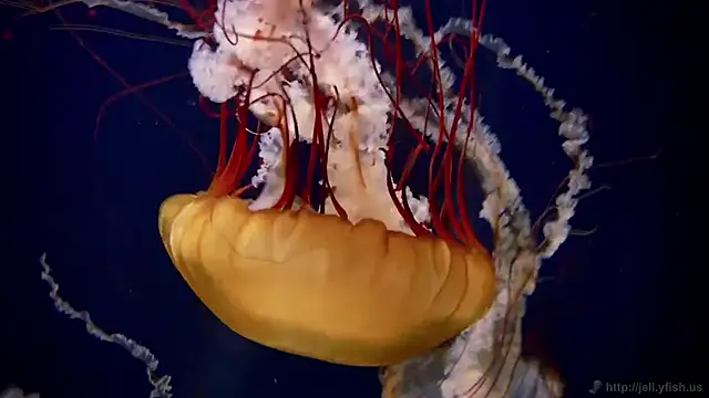 streamy test11 online show from 24, 2, 2026