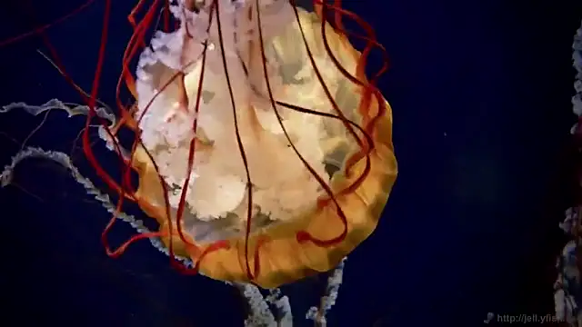 Snapshot of streamy_test12 chatting on 24, 11, 2025 streamy test12 online show from 24, 11, 2025