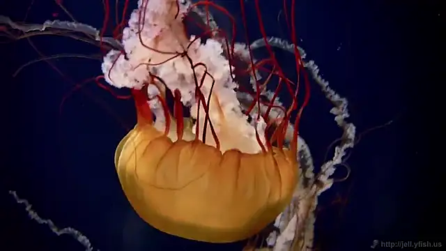 Snapshot of streamy_test12 chatting on 15, 12, 2025 streamy test12 online show from 15, 12, 2025