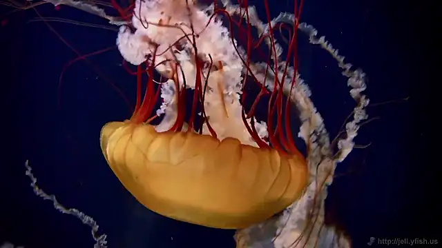 streamy test15 online show from 24, 11, 2025