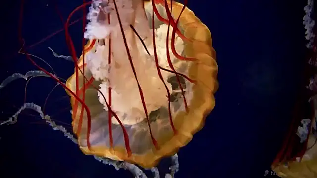 streamy test15 online show from 14, 1, 2026