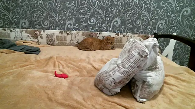 Snapshot of DennisXCaroll chatting on 19, 2, 2025 DennisXCaroll online show from 19, 2, 2025