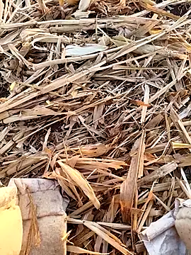 murokkk31 online show from 16, 9, 2025