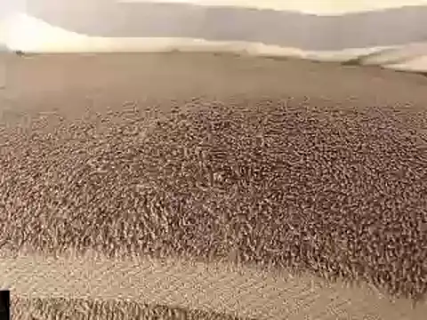 mikellwilliams10 online show from 11, 3, 2025